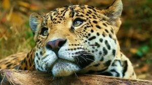 Piden reabrir el Iberá luego del cierre por la presencia de un yaguareté en senderos turísticos Piden reabrir el Iberá luego del cierre por la presencia de un yaguareté en senderos turísticos imagen-6
