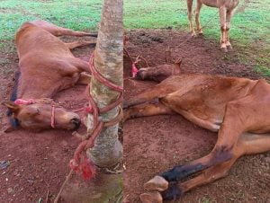 Denuncian un presunto caso de maltrato animal tras hallar a un caballo agonizando y atado a un árbol en Eldorado Denuncian un presunto caso de maltrato animal tras hallar a un caballo agonizando y atado a un árbol en Eldorado imagen-7