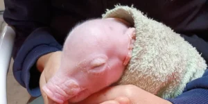 Nació el primer cerdo modificado genéticamente para trasplantes de órganos humanos en Argentina Nació el primer cerdo modificado genéticamente para trasplantes de órganos humanos en Argentina imagen-4