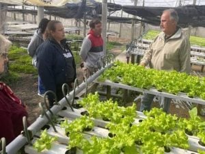 En Liebig analizan prácticas de producción hidropónica y hortícola, para diversificar las alternativas rentables En Liebig analizan prácticas de producción hidropónica y hortícola, para diversificar las alternativas rentables imagen-8