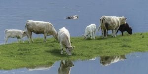 El INTA Ituzaingó aconsejó cuidado del ganado ante “El Niño”, con forraje, desparasitación y dormideros secos El INTA Ituzaingó aconsejó cuidado del ganado ante “El Niño”, con forraje, desparasitación y dormideros secos imagen-8