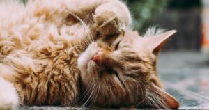 Carlos Gutiérrez, veterinario, sobre dejar a los gatos solos en vacaciones: "Sólo un pequeño porcentaje sufre ansiedad por separación" imagen-3