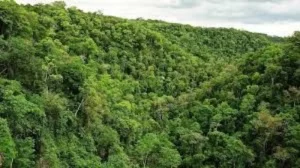 Reincidir en una infracción ambiental tendrá mayores consecuencias con el nuevo registro provincial imagen-3