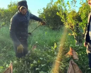 “Juita Guira Dibu Martínez!, manda un saludo para los tareferos de Misiones” imagen-2