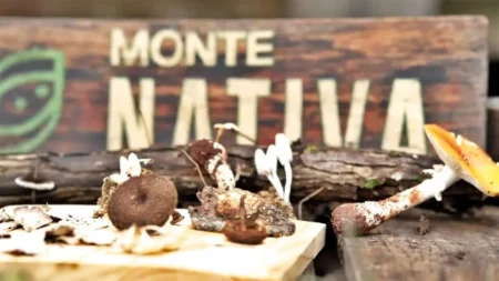 Hongos misioneros resaltan por rapidez de cultivo y escaso espacio requerido imagen-12