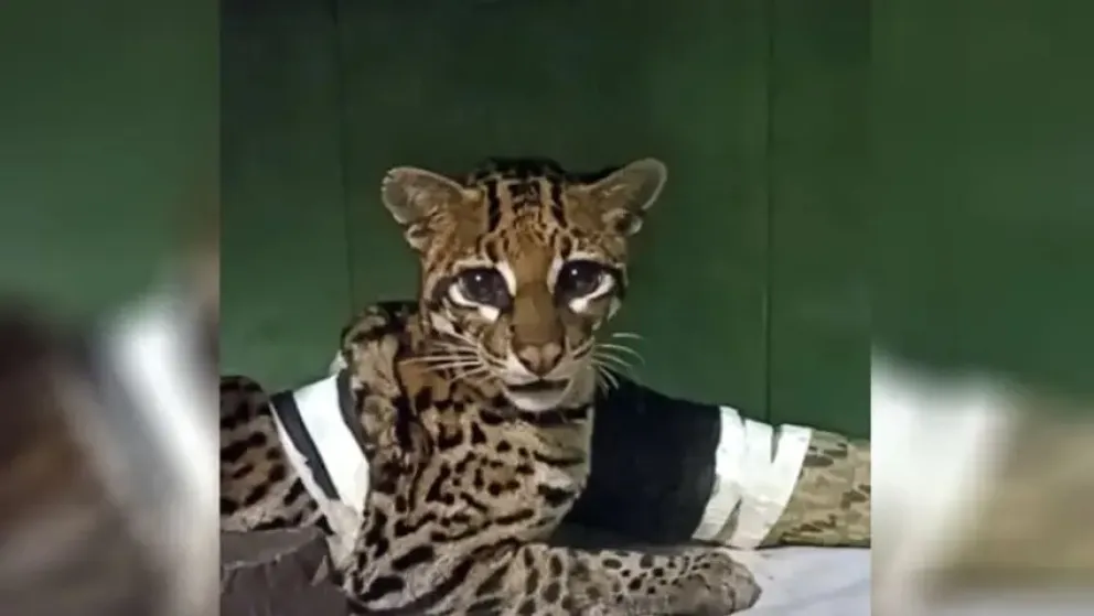 Liberaron en el Parque Nacional Iguazú a una ocelote que había sido atropellada imagen-5