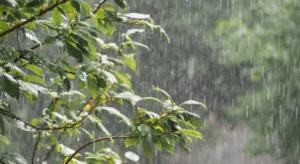 Apuntan al uso de cubiertas verdes para evitar mayores daños por las lluvias que trae El Niño Apuntan al uso de cubiertas verdes para evitar mayores daños por las lluvias que trae El Niño imagen-1