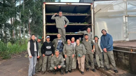 Más de 300 mil plantines de banano producidos en Misiones llegarán este año a Salta imagen-119