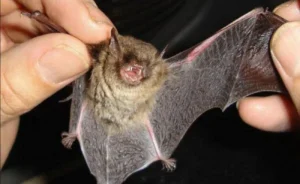 Refuerzan la vacunación antirrábica en Posadas tras detectar un murciélago con rabia imagen-1