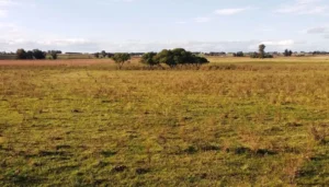 Intendentes piden a Arce Rojas Decut y Goerling rechazar la ley de extranjerización de la tierra Intendentes piden a Arce Rojas Decut y Goerling rechazar la ley de extranjerización de la tierra imagen-1