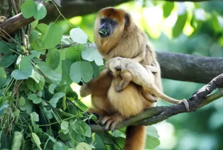 Tráfico de fauna en Misiones: especialistas advierten sobre los riesgos de la tenencia ilegal de animales silvestres y exóticos imagen-15