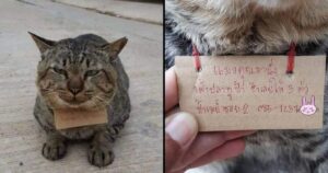 Un gato desapareció tres días y regresó a su casa con una «deuda» a cuestas Un gato desapareció tres días y regresó a su casa con una "deuda" a cuestas imagen-3