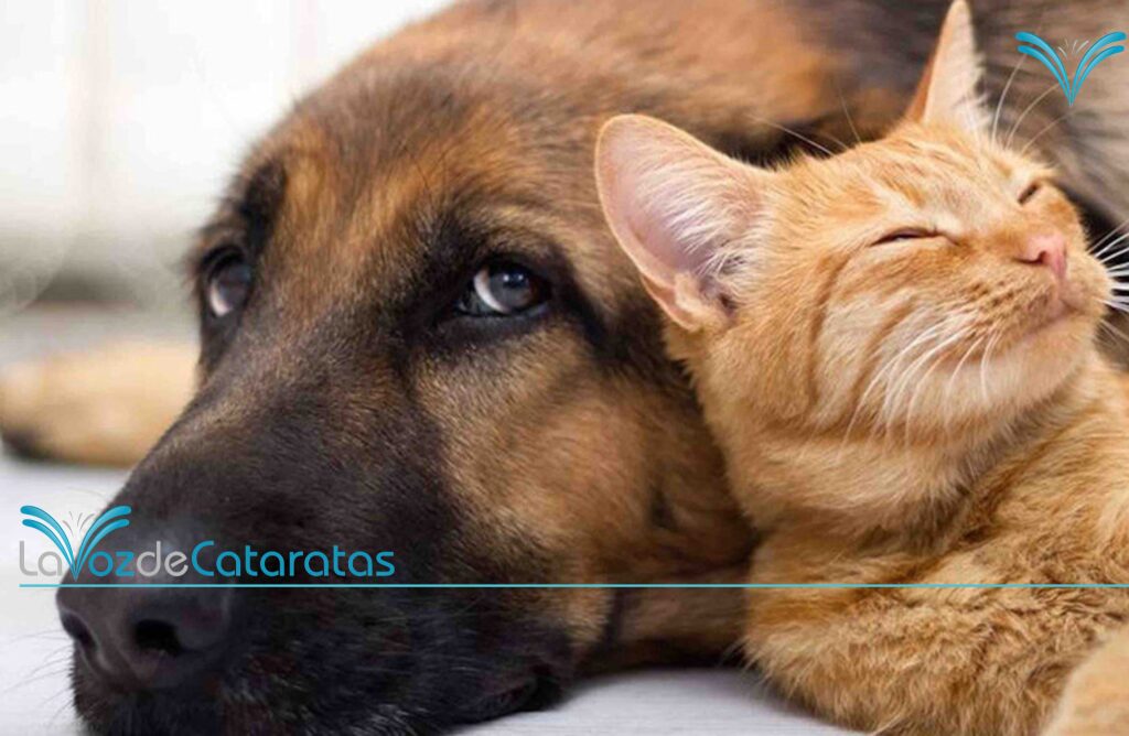 Tenencia responsable: el desafío para reducir la sobrepoblación de perros y gatos Tenencia responsable: el desafío para reducir la sobrepoblación de perros y gatos imagen-4