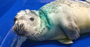 Una foca volvió al océano tras haber sido rescatada y rehabilitada a raíz de las severas lesiones causadas por una red de pesca: «Su fortaleza a lo largo de su recuperación fue increíble» Una foca volvió al océano tras haber sido rescatada y rehabilitada a raíz de las severas lesiones causadas por una red de pesca: "Su fortaleza a lo largo de su recuperación fue increíble" imagen-3