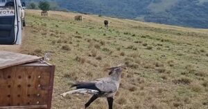 Un ave de una especie amenazada desplegó sus alas y volvió a la naturaleza tras haber sido rescatada en un estado de debilidad y agotamiento Un ave de una especie amenazada desplegó sus alas y volvió a la naturaleza tras haber sido rescatada en un estado de debilidad y agotamiento imagen-4