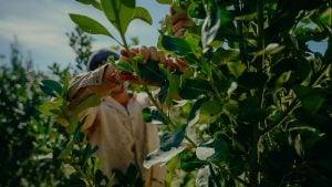 Asuntos Yerbateros busca alternativas para el sector frente a la ratificación de la desregulación: “Desprecian a una actividad que genera divisas y sostiene a miles de familias” imagen-8