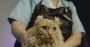 Elena Díaz, veterinaria: “Muchos gatos beben menos agua de la que necesitan porque no encuentran cómodo su bebedero” imagen-3
