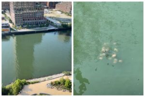 Hallazgo insólito: vieron un grupo de rayas nadando en uno de los canales más contaminados de Nueva York imagen-2