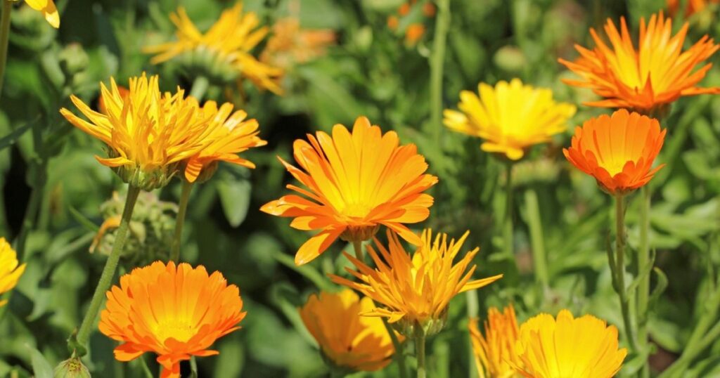 Las 3 flores que conviene sembrar en agosto para que tu jardín explote de color en primavera Las 3 flores que conviene sembrar en agosto para que tu jardín explote de color en primavera imagen-97