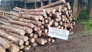 Forestoindustria: empresas de Misiones y norte de Corrientes avanzan con la certificación PEFC para ganar competitividad y acceder a nuevos mercados imagen-4
