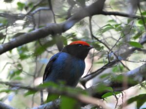 Misiones, un destino para descubrir a través de sus aves Misiones, un destino para descubrir a través de sus aves imagen-2