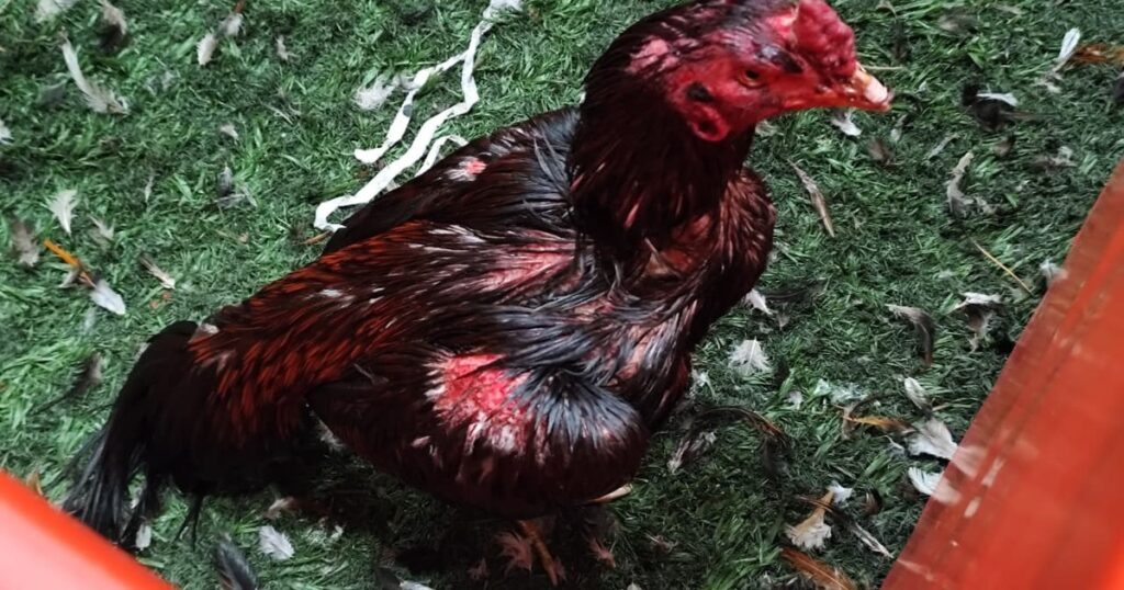Rescataron más de 100 gallos de un local bailable de Brandsen donde se realizaban peleas clandestinas imagen-5