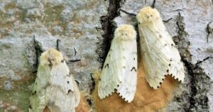 A partir de 1906, Estados Unidos liberó una mosca parásita para controlar las polillas invasoras; un estudio descubrió que también atacaba a las polillas de seda autóctonas imagen-2