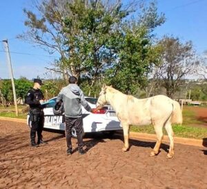 Recuperaron un caballo robado durante un patrullaje preventivo en Oberá imagen-71