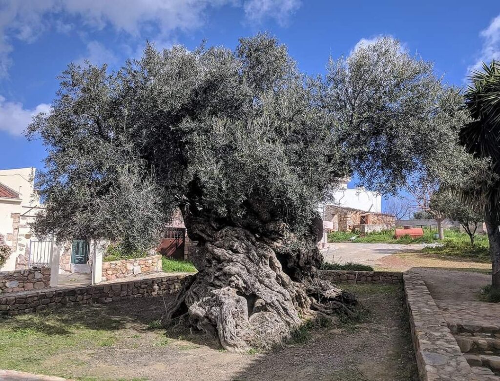 Un árbol de olivo de más de 4000 años de antigüedad revivió el turismo de un pueblo oculto en Grecia Un árbol de olivo de más de 4000 años de antigüedad revivió el turismo de un pueblo oculto en Grecia imagen-95