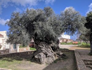 Un árbol de olivo de más de 4000 años de antigüedad revivió el turismo de un pueblo oculto en Grecia imagen-2