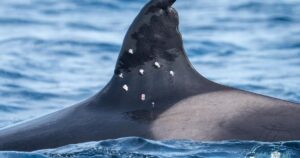 Investigan el ataque a una de las orcas más longevas del Estrecho de Gibraltar: recibió al menos diez impactos de perdigón imagen-3