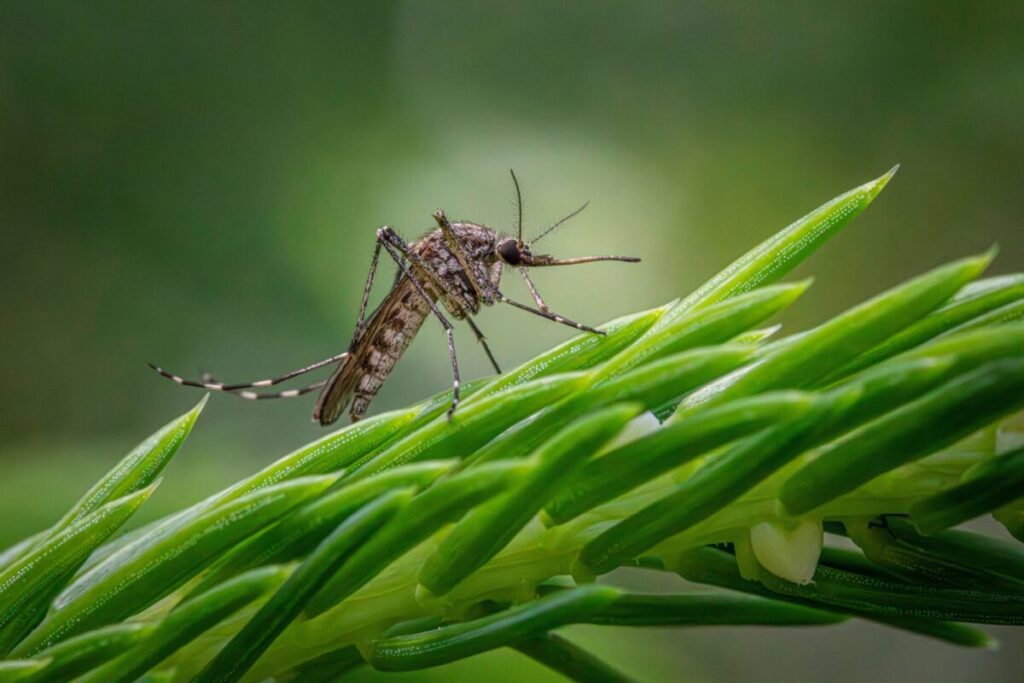 Rohit Lakhwani, investigador: “Los mosquitos podrían estar desarrollando resistencia al insecticida” imagen-5