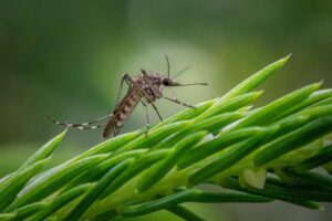 Rohit Lakhwani, investigador: “Los mosquitos podrían estar desarrollando resistencia al insecticida” imagen-2