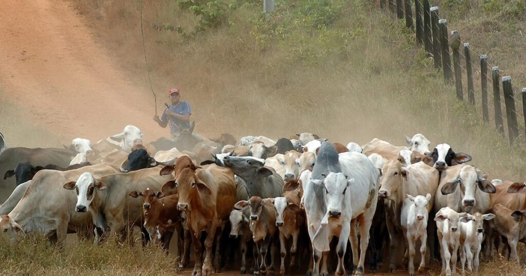 Brasil está a punto de agotar su cuota a China y Argentina busca aprovecharlo imagen-5