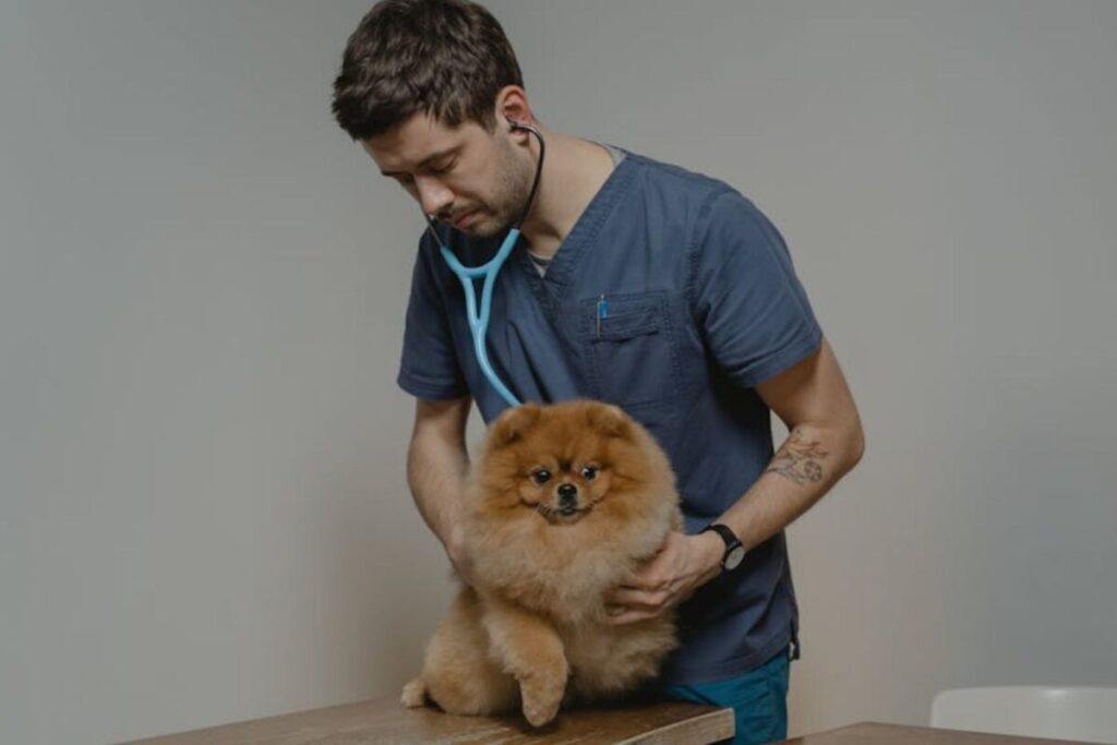 Día del Veterinario en la Argentina: por qué se celebra hoy Día del Veterinario en la Argentina: por qué se celebra hoy imagen-4
