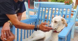 Miguel Chordi, propietario de hotel ‘pet-friendly’: “Aquí preferimos usar el concepto ‘first pet’; por ejemplo, la piscina es de los perros y, si quieres, puedes bañarte con ellos” Miguel Chordi, propietario de hotel 'pet-friendly': “Aquí preferimos usar el concepto 'first pet'; por ejemplo, la piscina es de los perros y, si quieres, puedes bañarte con ellos” imagen-2