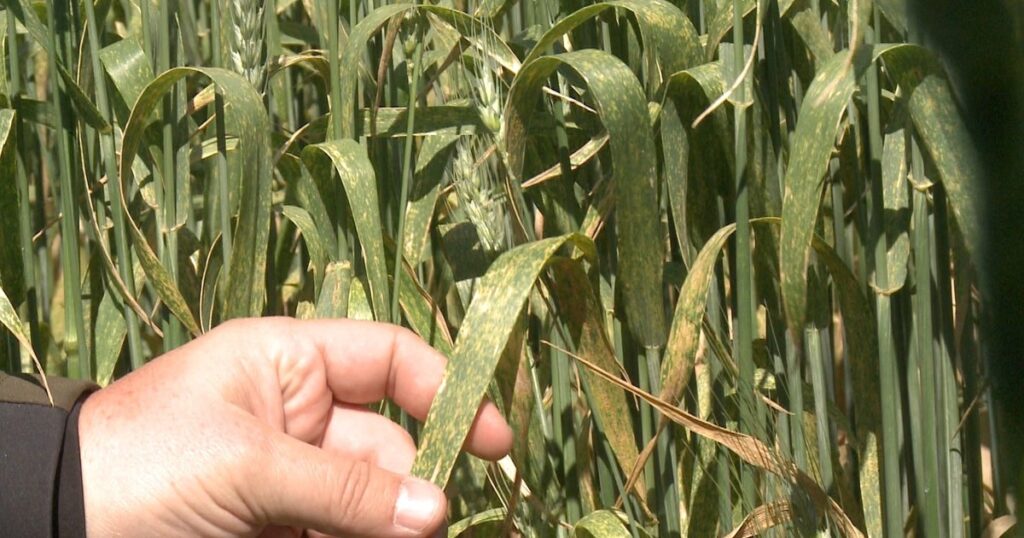 Cómo proteger a los cultivos en el momento preciso con la ayuda de la agricultura digital Cómo proteger a los cultivos en el momento preciso con la ayuda de la agricultura digital imagen-98
