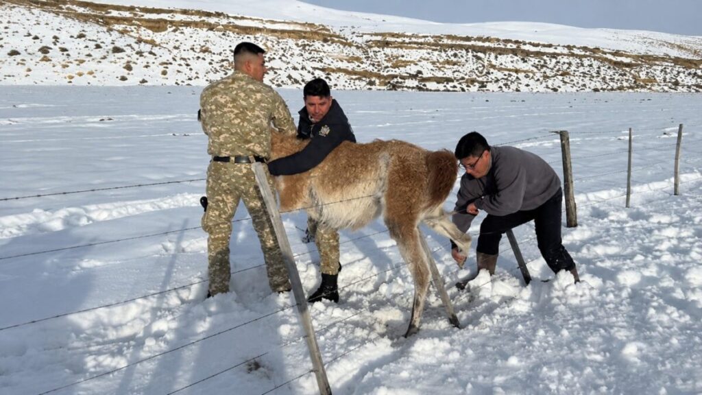Un gobernador liberó un guanaco atrapado en un alambrado y lo mostró en redes Un gobernador liberó un guanaco atrapado en un alambrado y lo mostró en redes imagen-96