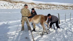 Un gobernador liberó un guanaco atrapado en un alambrado y lo mostró en redes Un gobernador liberó un guanaco atrapado en un alambrado y lo mostró en redes imagen-4