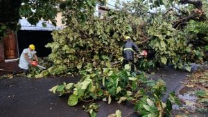 Luego de los destrozos del temporal cuadrillas municipales trabajan en el despeje de calles y avenidas de Posadas Luego de los destrozos del temporal cuadrillas municipales trabajan en el despeje de calles y avenidas de Posadas imagen-3