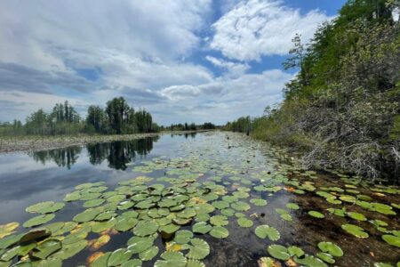 Oficial y confirmado: qué es el pantano Okefenokee, el nuevo Patrimonio Mundial de la Unesco en Georgia imagen-8