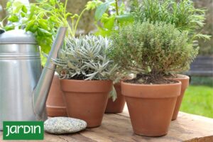 Por qué las plantas secas resisten mejor el frío que las recién regadas Por qué las plantas secas resisten mejor el frío que las recién regadas imagen-1