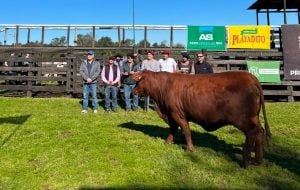 De la genética al remate: Cabaña Doña Magda vendió toros a $10 millones y reafirmó su apuesta por el Brangus en Misiones De la genética al remate: Cabaña Doña Magda vendió toros a $10 millones y reafirmó su apuesta por el Brangus en Misiones imagen-7