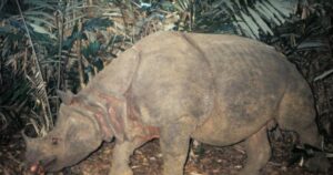 El mamífero más raro del mundo: la historia del rinoceronte de Java, actualmente en estado crítico de extinción imagen-3