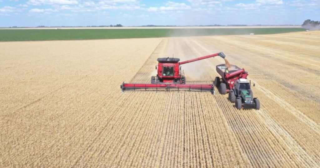 Con un buen escenario de precios y una cosecha récord, todavía falta comercializar el 30% de la producción de trigo imagen-106