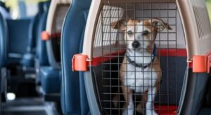 Ya se puede viajar con mascotas en los colectivos de Posadas: aprobaron una nueva ordenanza Ya se puede viajar con mascotas en los colectivos de Posadas: aprobaron una nueva ordenanza imagen-2