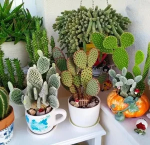 El fin de semana se realizará la primera Expo Cactus y Crasas en Caraguatay imagen-2