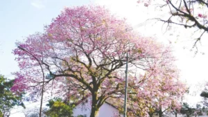 Lapachos embellecen Misiones pero plantarlos requiere planificación urbana Lapachos embellecen Misiones pero plantarlos requiere planificación urbana imagen-1