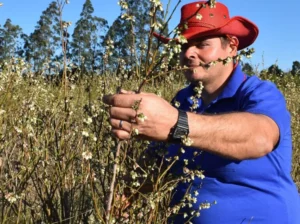 El perfume del arándano anticipa una zafra que renueva las esperanzas de una familia de San Pedro imagen-2