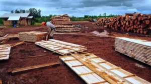 Cinco pymes forestales de Misiones avanzan en certificación internacional imagen-1
